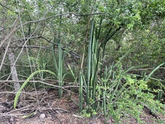 Acanthocereus tetragonus