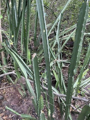 Acanthocereus tetragonus
