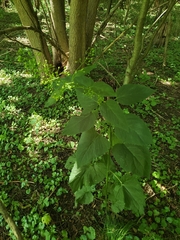 Scrophularia marilandica