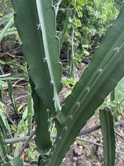 Acanthocereus tetragonus