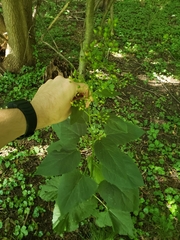 Scrophularia marilandica
