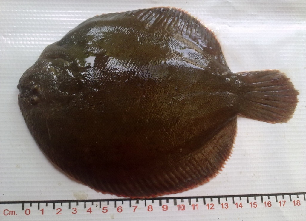 Bruine Amerikaanse tong (Achirus klunzingeri) — Achiridae