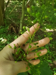 Scrophularia marilandica