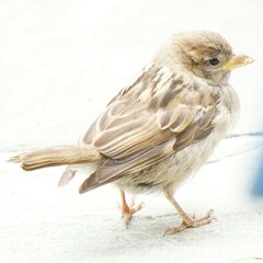 Passer domesticus domesticus