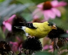 Spinus tristis tristis