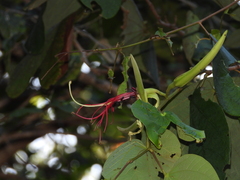 Bauhinia eilertsii
