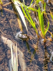 Rana luteiventris