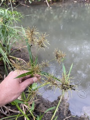 Cyperus distans