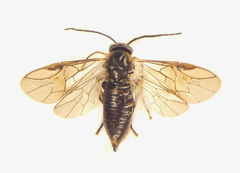 Pristiphora abietina