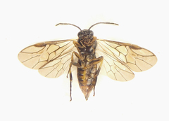 Pristiphora abietina