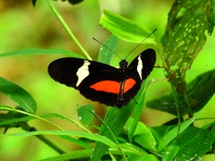 Heliconius clysonymus