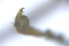 Pristiphora abietina