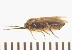 Pristiphora abietina