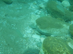 Caranx rhonchus