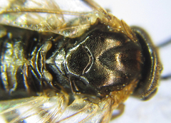 Pristiphora abietina