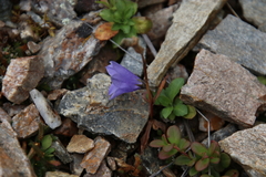 Campanula lasiocarpa