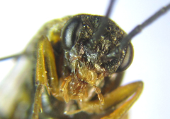 Pristiphora abietina