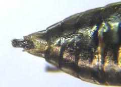 Pristiphora abietina