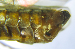 Pristiphora abietina