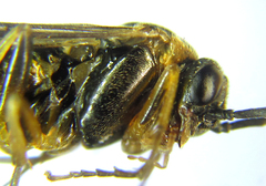 Pristiphora abietina