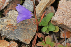 Campanula lasiocarpa