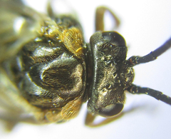 Pristiphora abietina