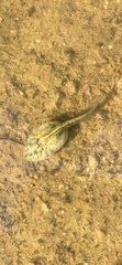 Rana luteiventris