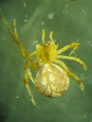 Theridion lawrencei