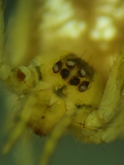 Theridion lawrencei