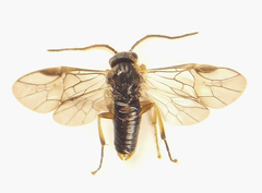 Pristiphora abietina