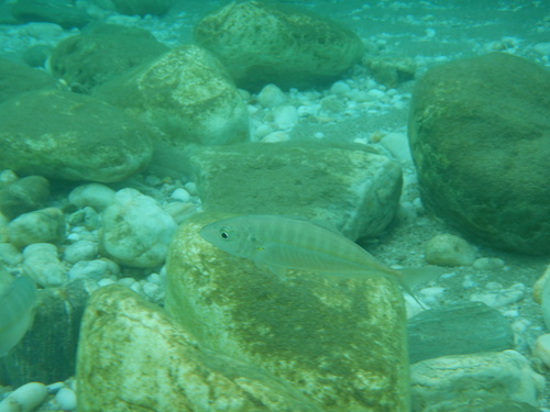 False scad (Caranx rhonchus) — Carangidae — 4
