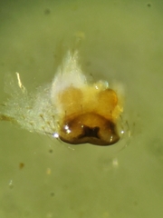 Theridion lawrencei