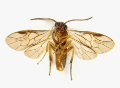 Pristiphora abietina