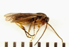 Pristiphora abietina