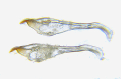 Pristiphora abietina