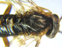 Pristiphora abietina