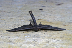 Hyposidra infixaria
