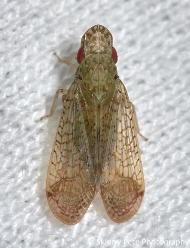 Pelitropis rotulata Van Duzee, 1908