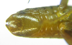 Pristiphora abietina