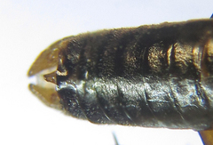 Pristiphora abietina