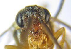 Pristiphora abietina