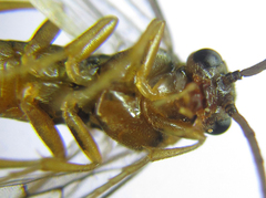 Pristiphora abietina