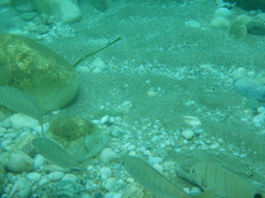 Caranx rhonchus