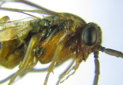 Pristiphora abietina