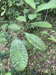 Tabernaemontana citrifolia