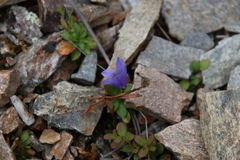 Campanula lasiocarpa