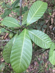 Tabernaemontana citrifolia