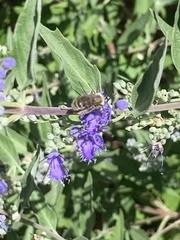 Megachile montivaga