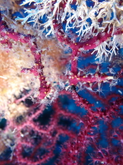 Alcyonium coralloides