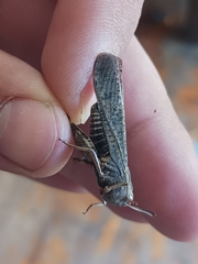 Arphia pseudonietana